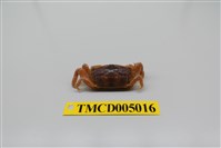 藏品(隆背大眼蟹)的圖片